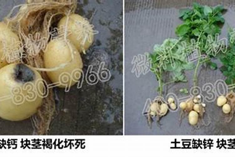 土豆追肥用什么肥料