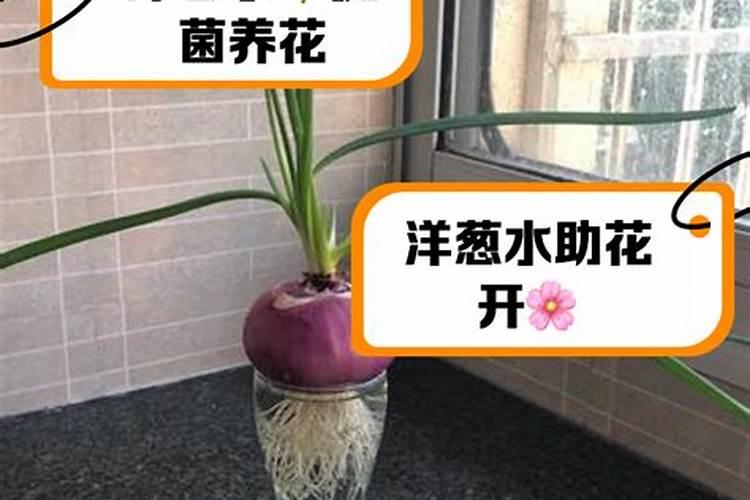 洋葱膨大期怎么管理
