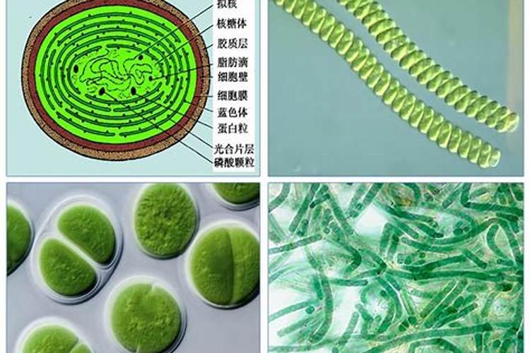 磷肥对鱼塘的作用及功能
