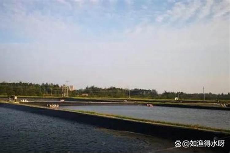 蓝藻—补磷还是控磷？