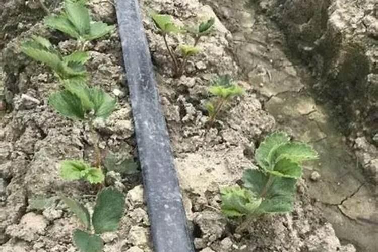 种草莓用什么肥料最好