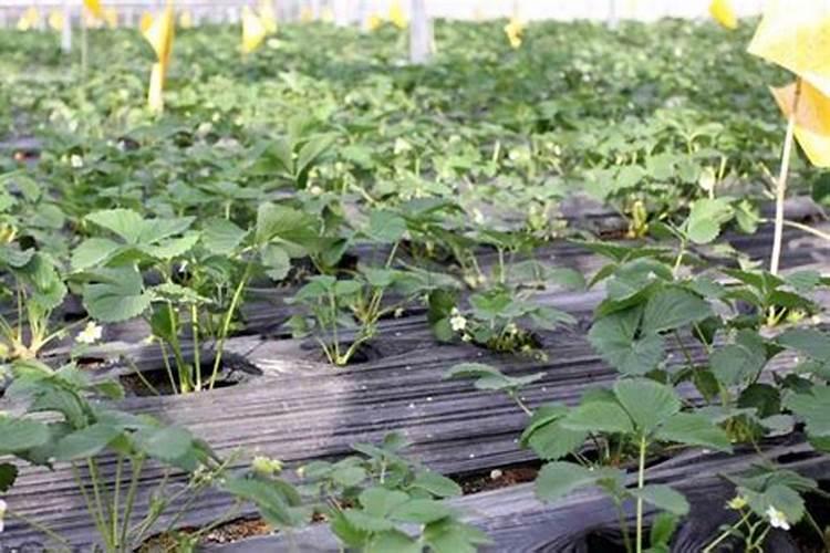 草莓喜肥吗 喜欢施什么肥料
