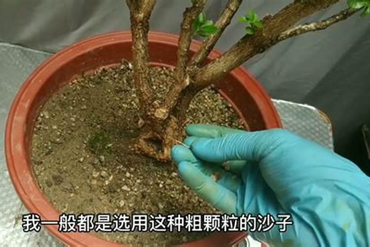 蘑菇种植需要哪些肥料