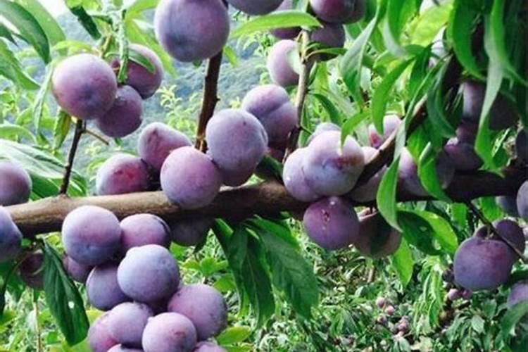 李子什么时间喷磷酸二氢钾和硼肥最好？