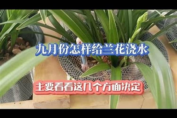 兰花怎样施肥 兰花如何施肥