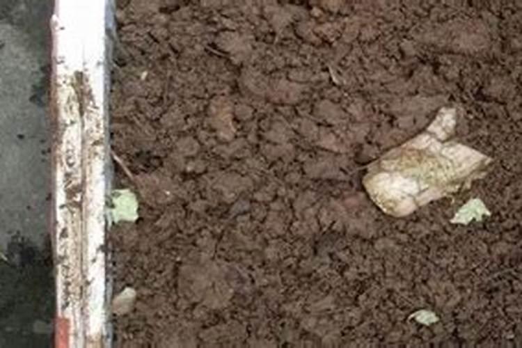 沤肥长蛆了怎么杀死蛆