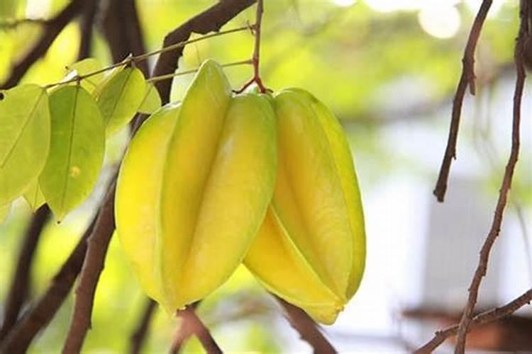 杨桃在开花期能施肥吗