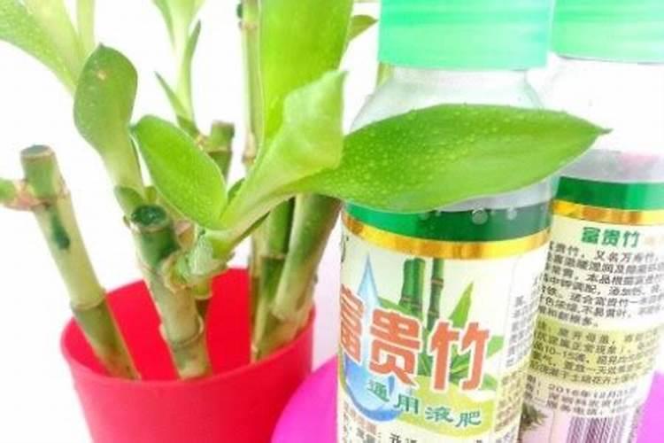 水养富贵竹用什么肥