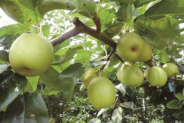 翠冠梨的种植方法和注意事项