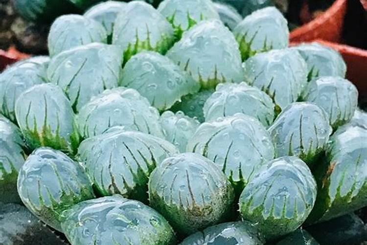 玉露施肥方法,用什么肥好