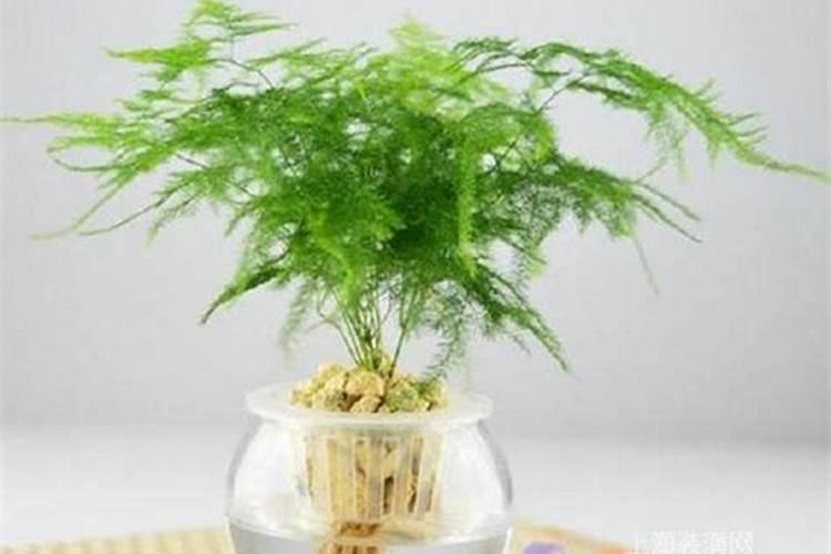 文竹花期养护4个方法