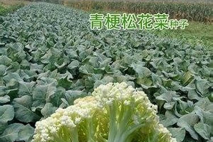 硼肥对改善花椰菜品质的重要作用及施用方法有哪些？
