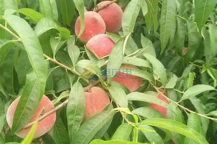 桃子膨果期用多少个钾含量的水溶肥比较合适？