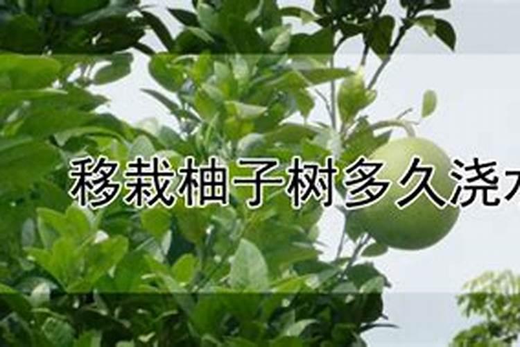 盆栽草莓的种植管理技术 草莓需要怎么养殖