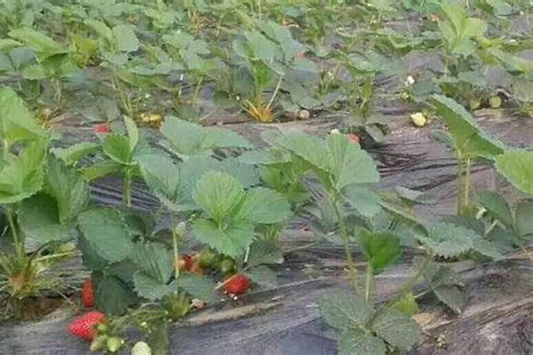 草莓施肥用什么肥料好