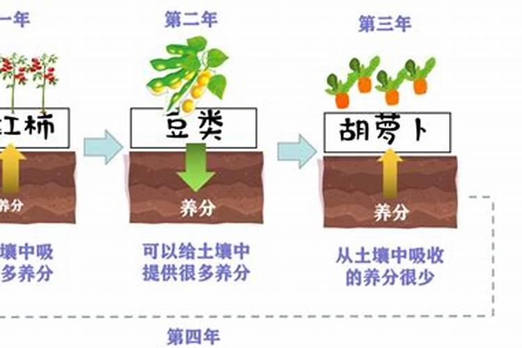 【三农技术讲台】为什么要种绿肥,绿肥有什么作用