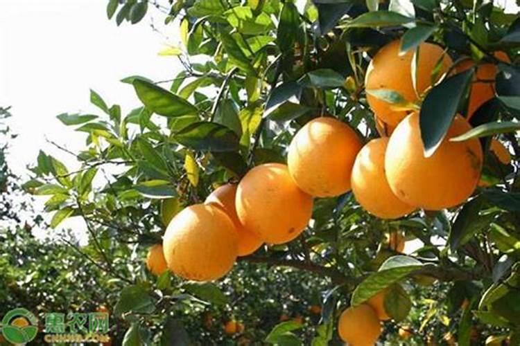 网购橙子树苗带土球很少栽后大量落叶能活吗？