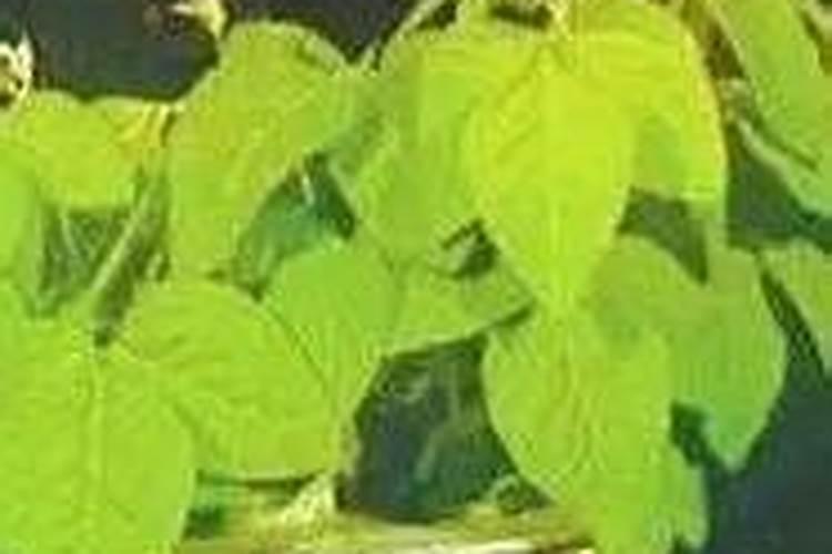 氮磷钾复合肥什么花都可以用吗,可以喷叶面吗