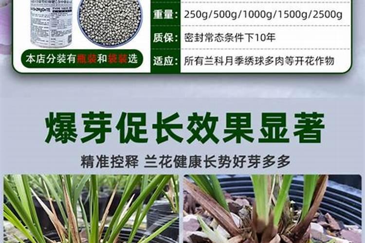 白兰花施肥太多了怎么办大神们帮帮忙