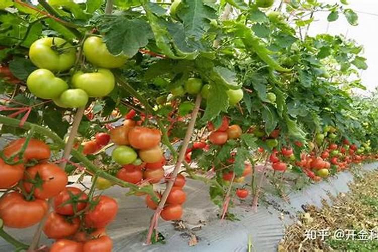 西红柿秧叶打卷怎么办 西红柿秧叶打卷的解决方法