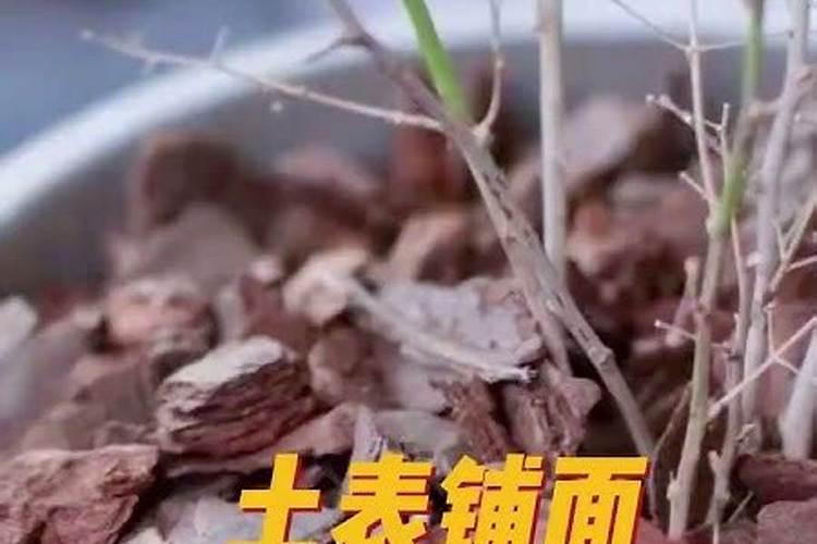 磷酸二氢钾可以根部施肥吗