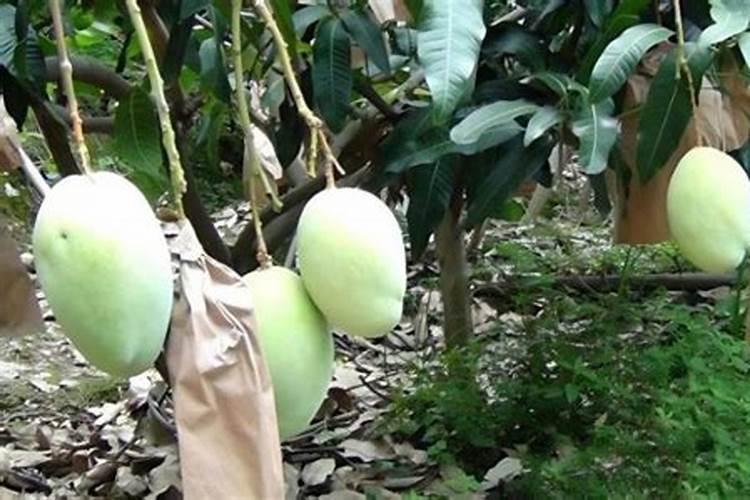 芒果膨大的方法是什么？需要给芒果打叶面肥吗？