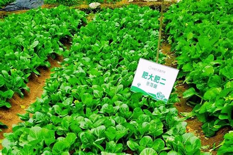 白菜什么时间打螯合钙？