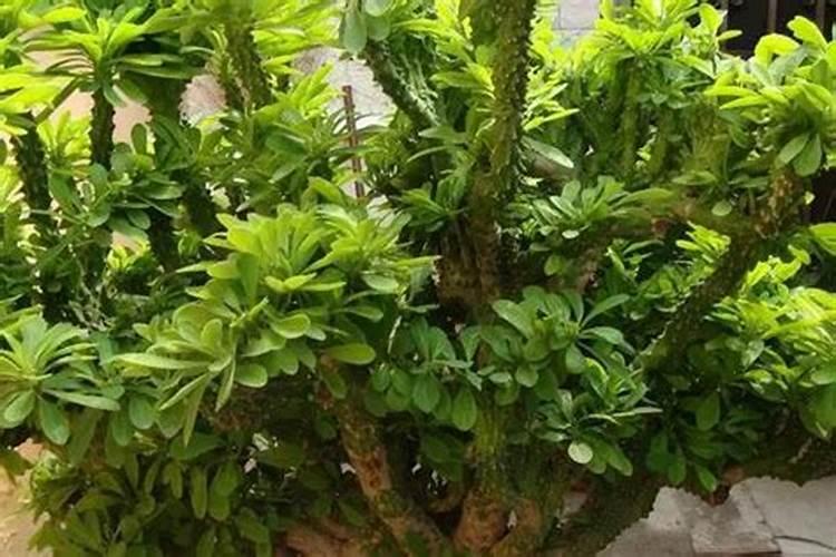20年的仙人掌比房子还高能开花结果
