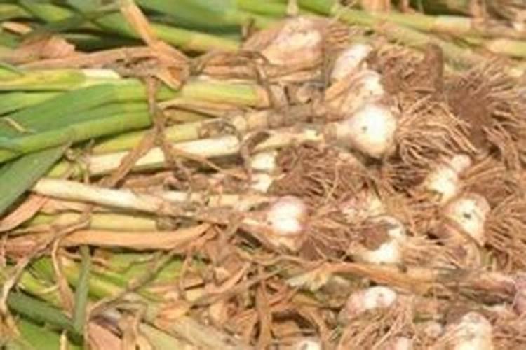 大蒜的田间管理及施肥方法