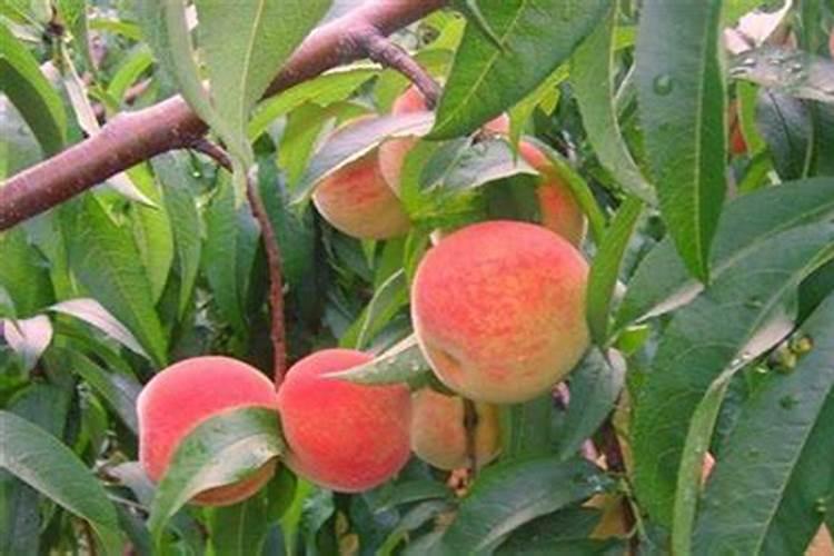 桃子专用的增产肥都有哪些？桃子膨果用什么肥好？