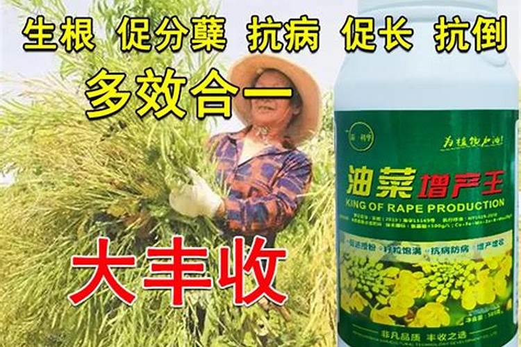 油菜叶面施肥时间及方法花卉百科