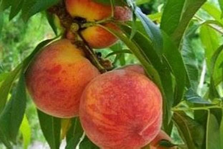 碳捕集联产氮肥技术