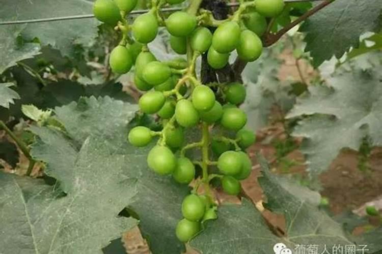 葡萄萌芽期怎么施肥