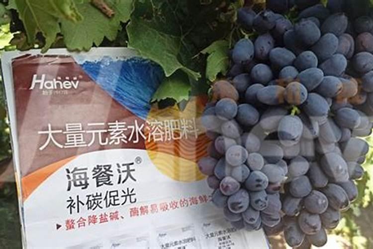 葡萄春天的最佳施肥期是什么时候