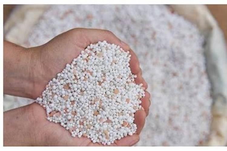 蟹爪兰开花应该用什么肥料 磷钾肥能促进花芽分化