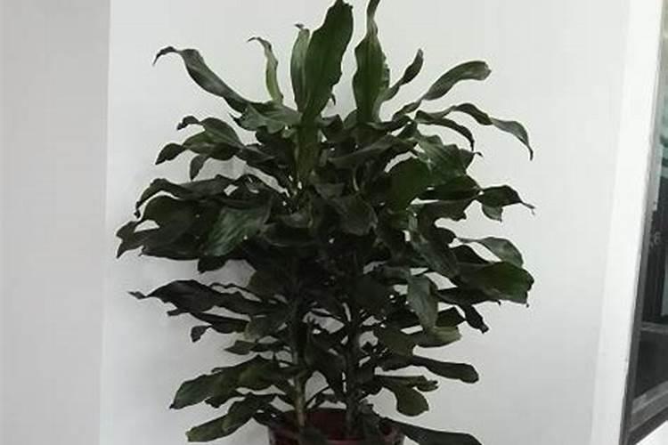 螺纹铁开花后怎么处理