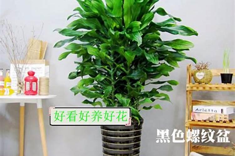螺纹铁的养殖方法和注意事项是？注意事项有哪些呢