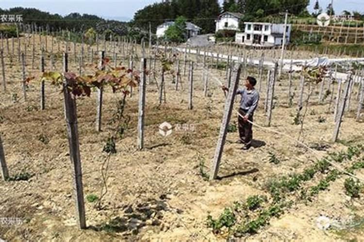 葡萄开花前施什么肥料