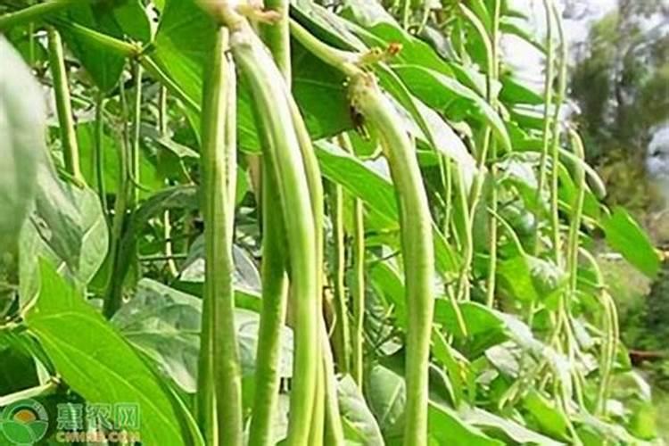 种植四季豆提高产量的施肥技巧有哪些