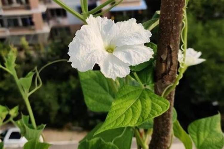 葫芦花开后,需要施肥吗？
