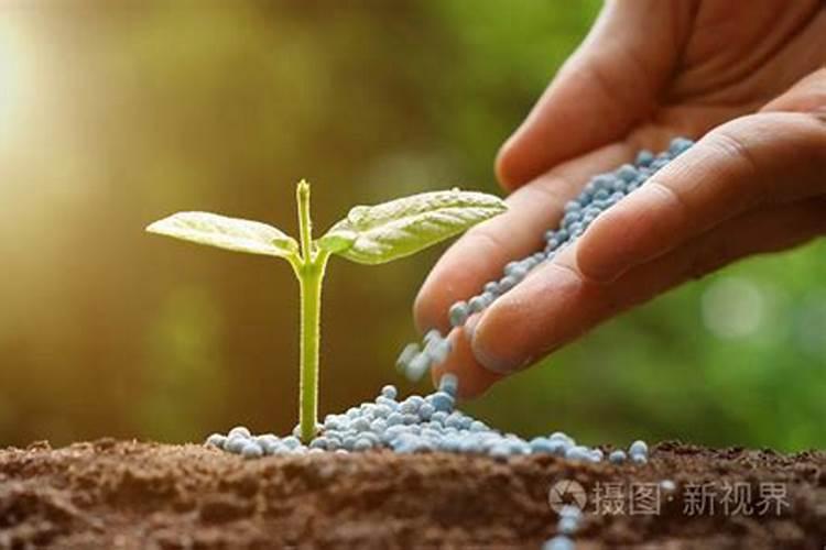 夏天怎么给花施肥 施肥的时候要注意什么