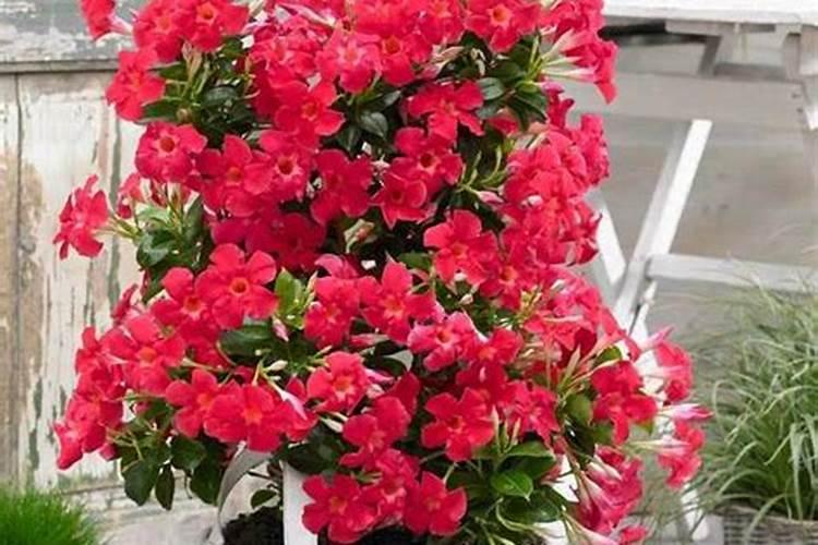 长寿花夏天怎么养施什么肥