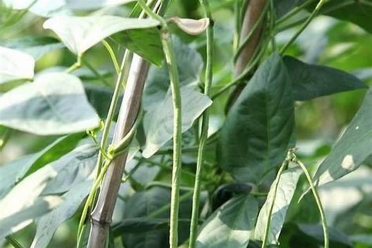 种豆角用什么肥料最好 种豆角用磷酸二氢钾肥可以吗