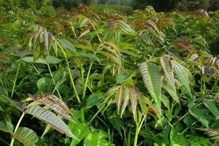 香椿树喜欢什么肥料
