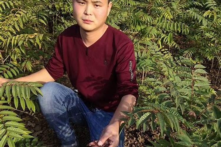 美国改良红枫(秋火焰槭)如何培育？