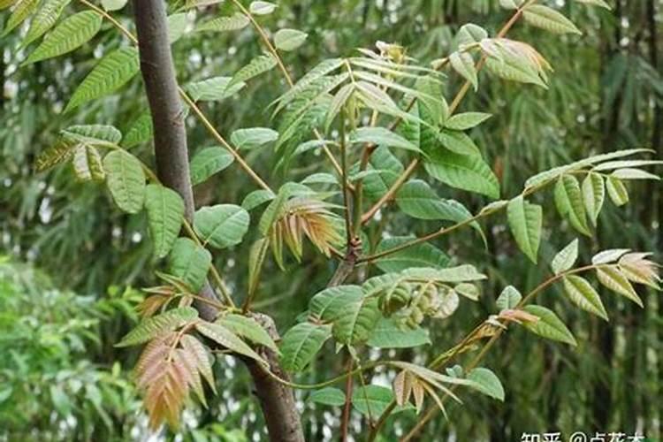 香椿多久施一次肥
