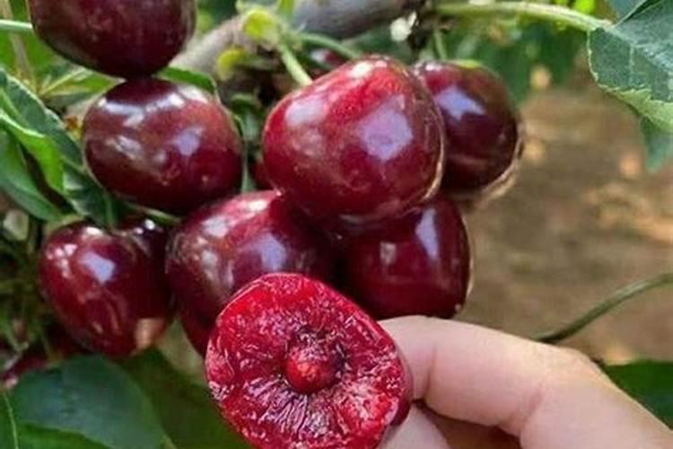 樱桃用矿源黄腐钾量？大樱桃栽植使用矿源黄腐酸钾有什么用