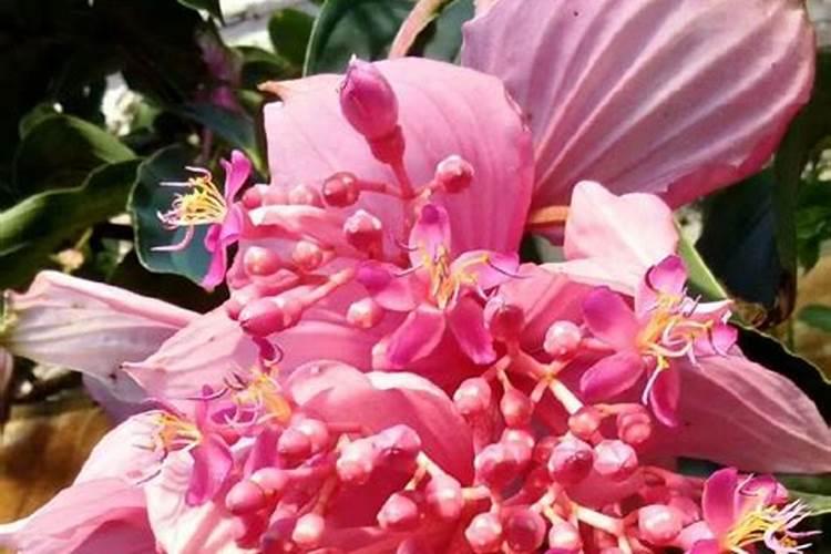 盆栽宝莲灯怎么施肥？操作细节需注意!