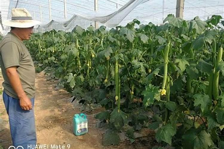 丝瓜苗已经摘了丝瓜了还可以施肥吗