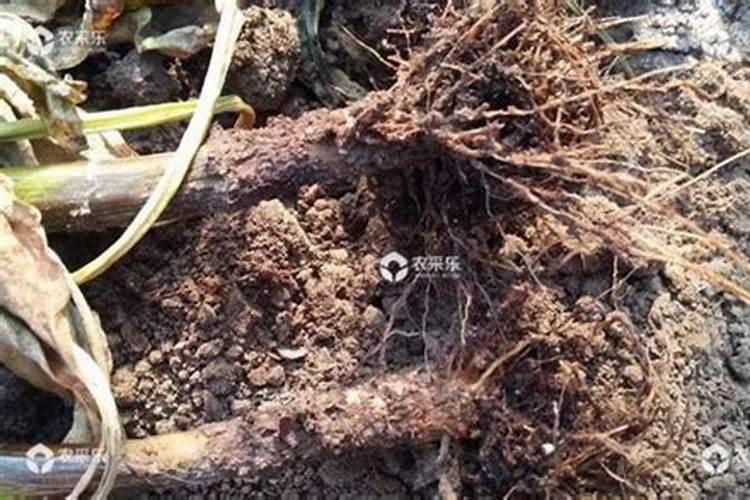 丝瓜种植管理？
